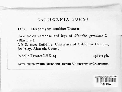 Herpomyces ectobiae image